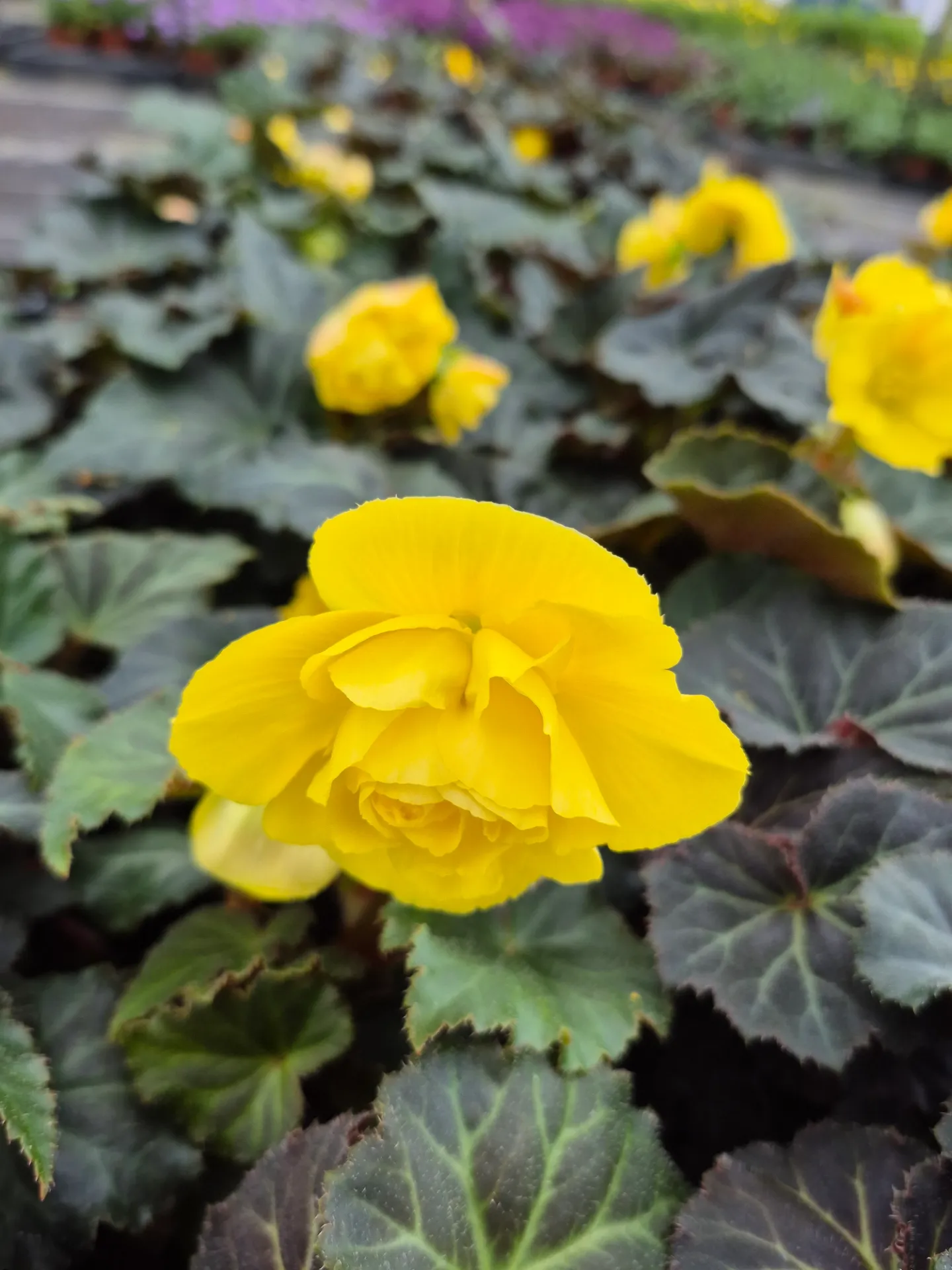 Begonia tuberosa Mocca