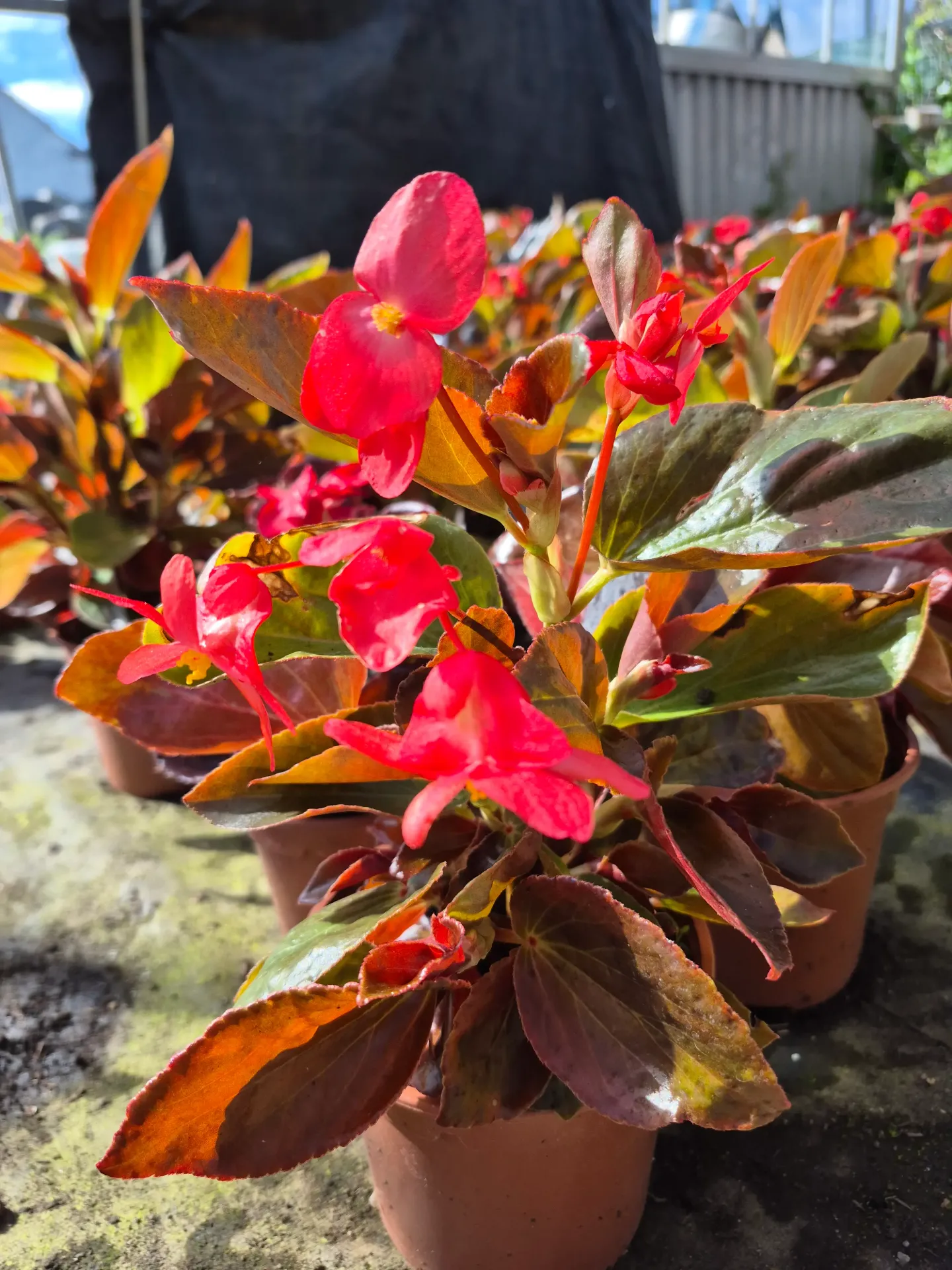 Begonia hybrida Dragon Wing Bronze Red