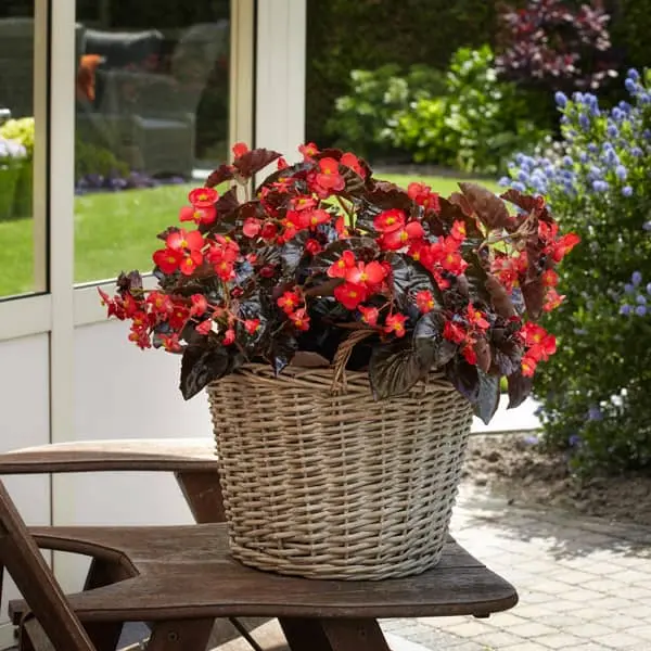 Begonia hybrida Dragon Wing Bronze Red