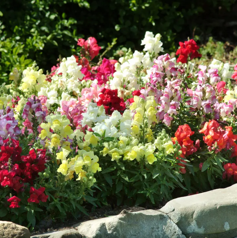 Antirrhinum majus Lion King Mix