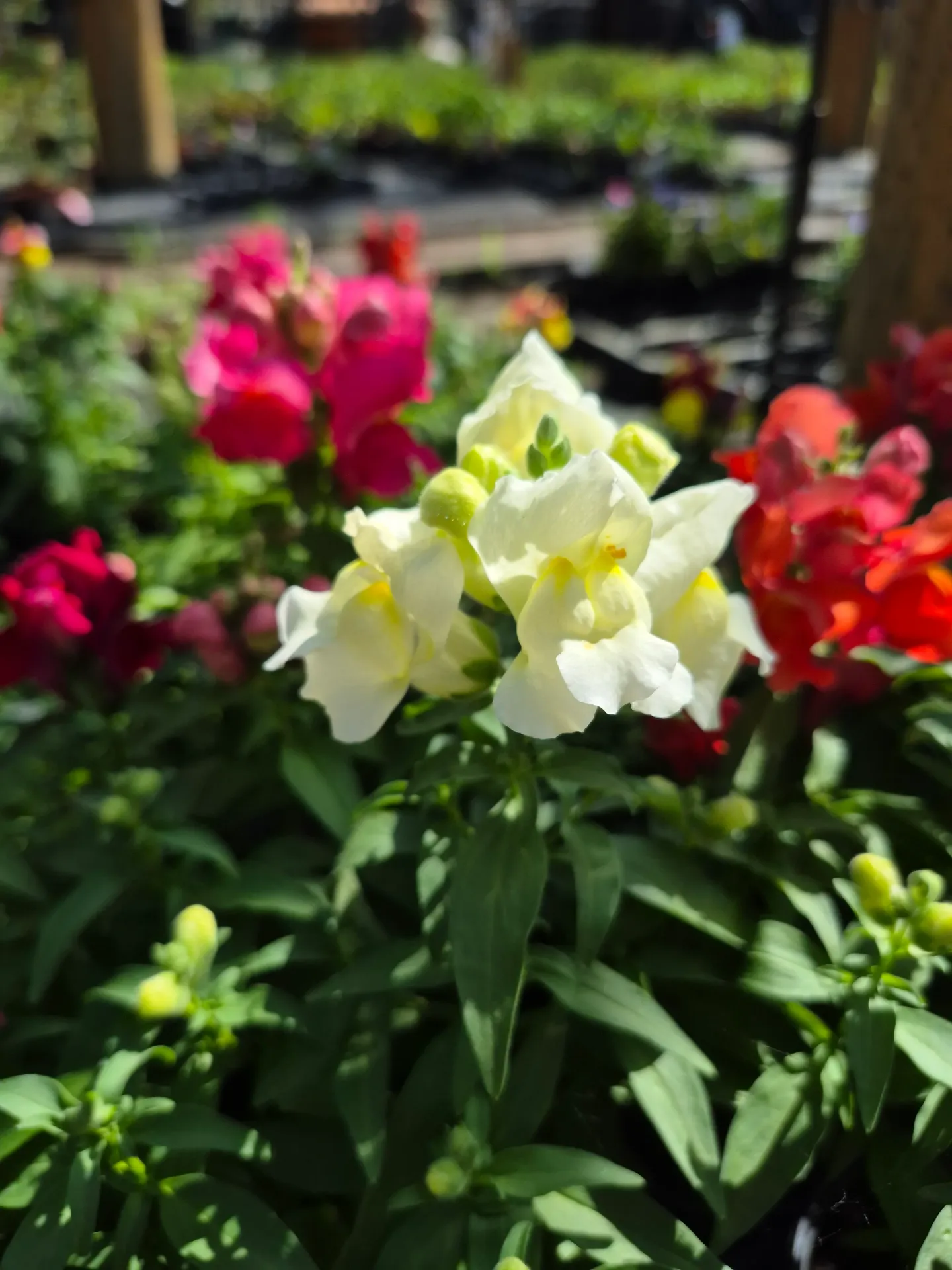 Antirrhinum majus Lion King Mix