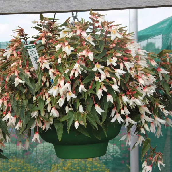 Begonia boliviensis Prominent