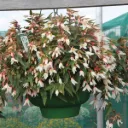 Begonia boliviensis Prominent