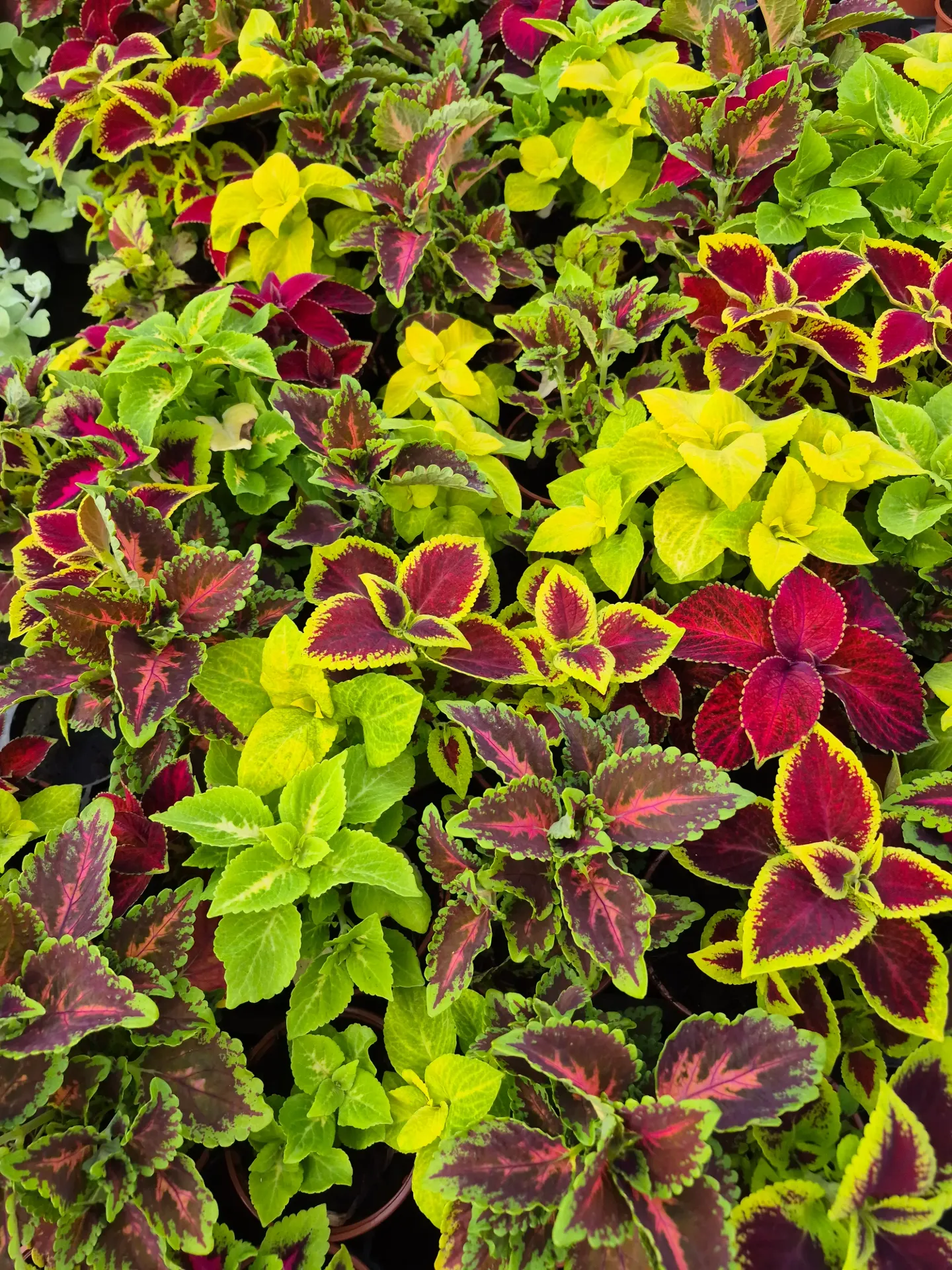 Coleus blumei Wizard Select Mix