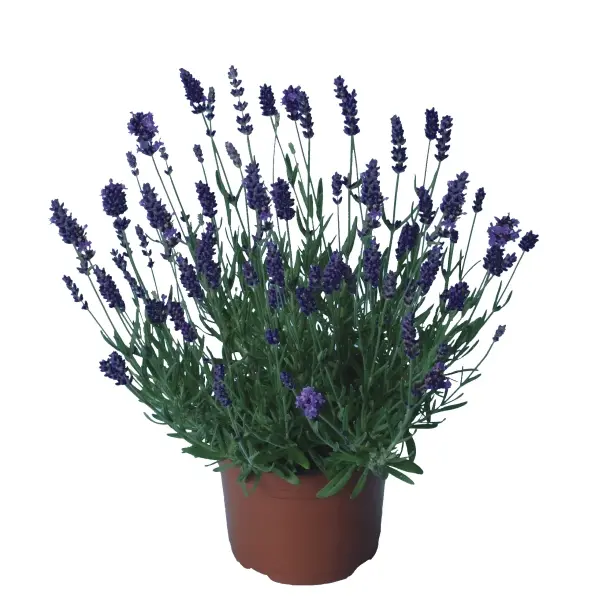 Lavande vraie ‘Montagnac Purple’