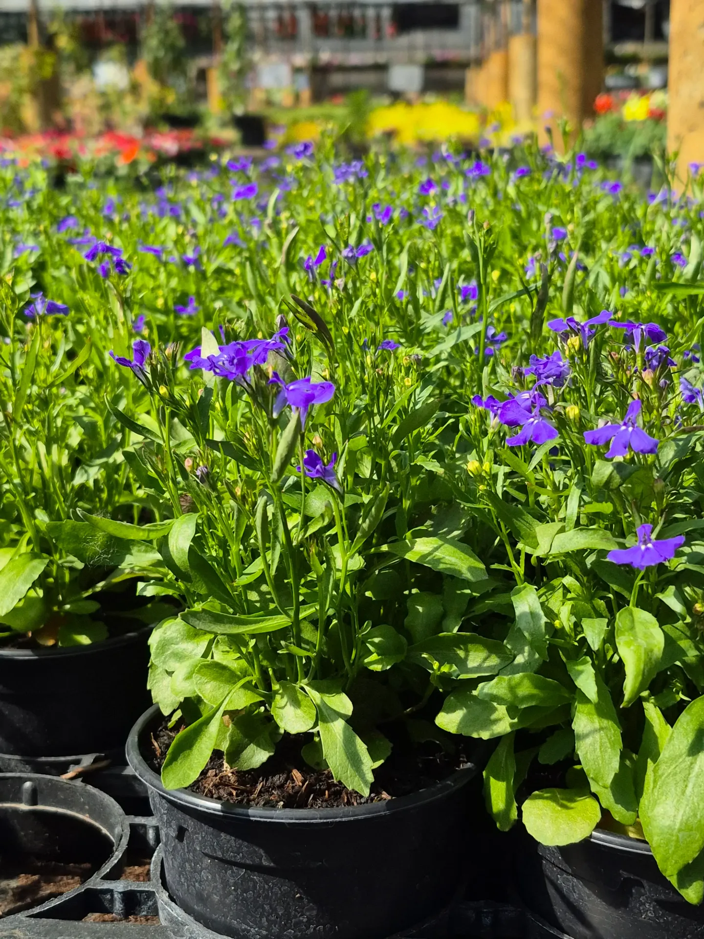 Lobelia erinus Laura Blue