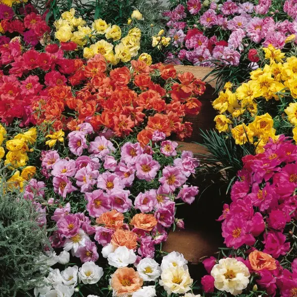 Pourpier grandiflora Sundial Mix