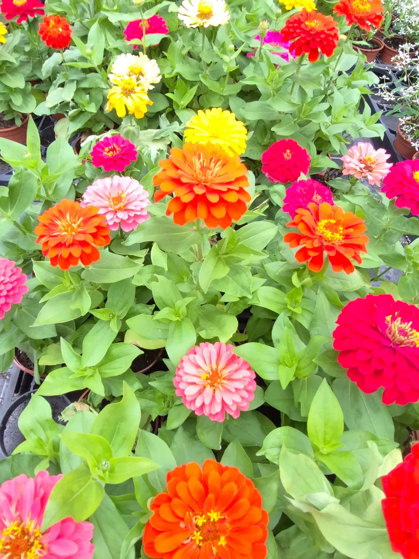 Zinnia elegans Dreamland Mix