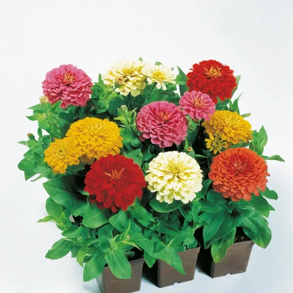 Zinnia elegans Dreamland Mix