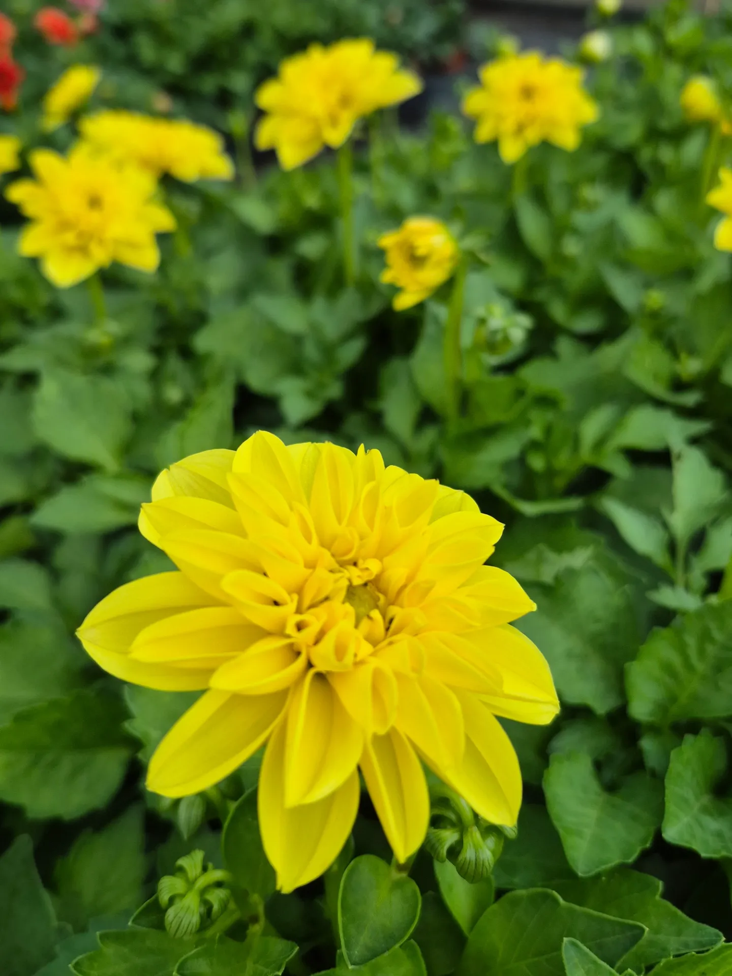 Dahlia hybrida Dahlietta