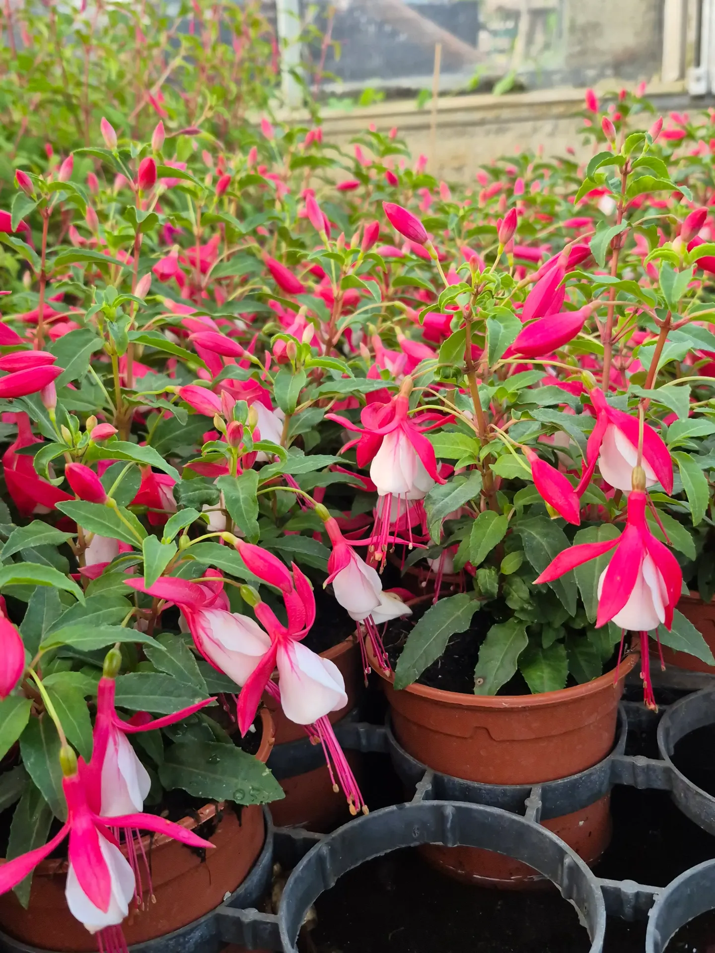 Fuchsia hybrida Bella Upright Evita