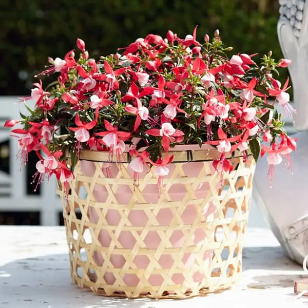 Fuchsia hybrida Bella Upright Evita