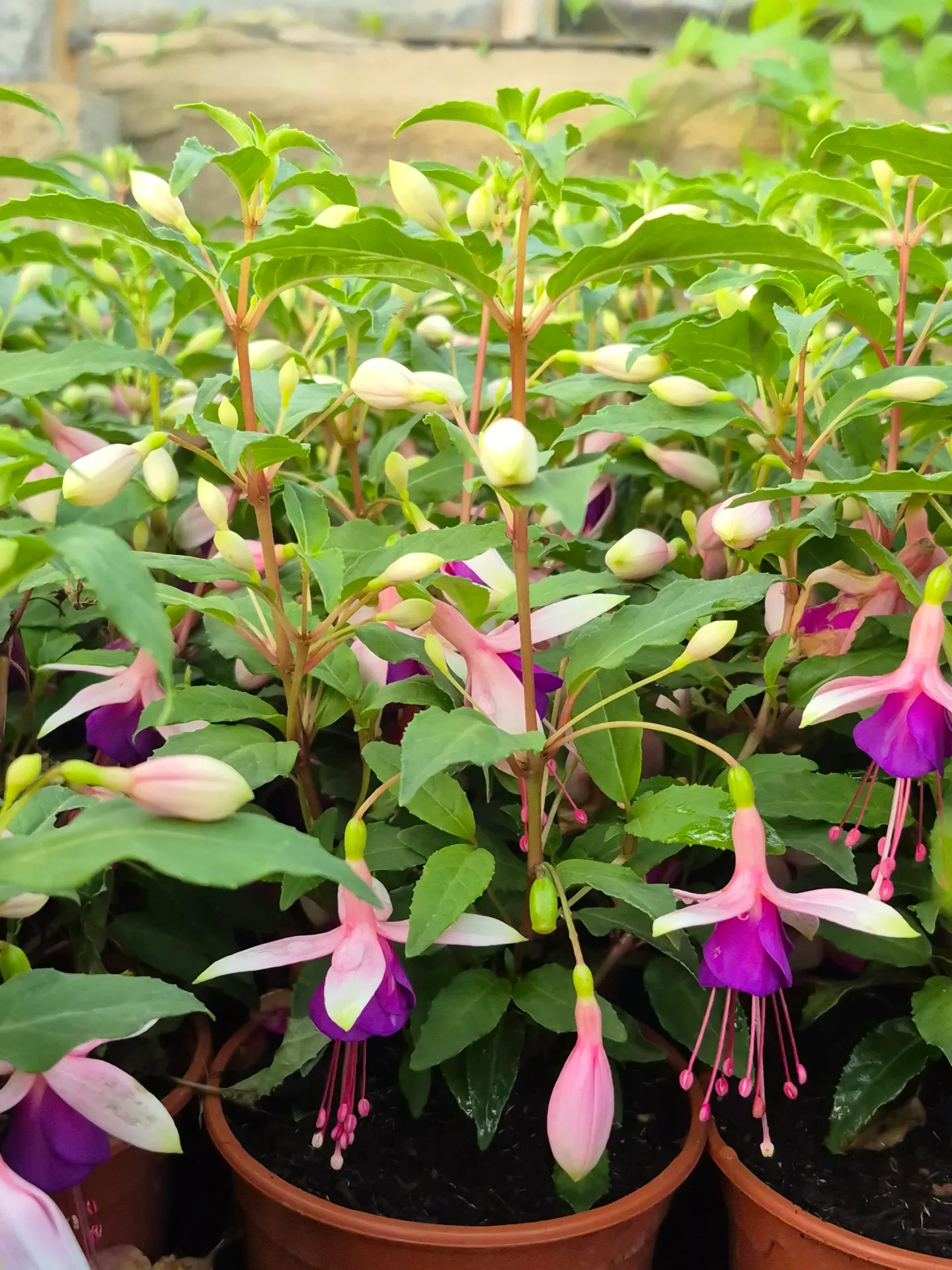 Fuchsia hybrida Bella Upright Mariska