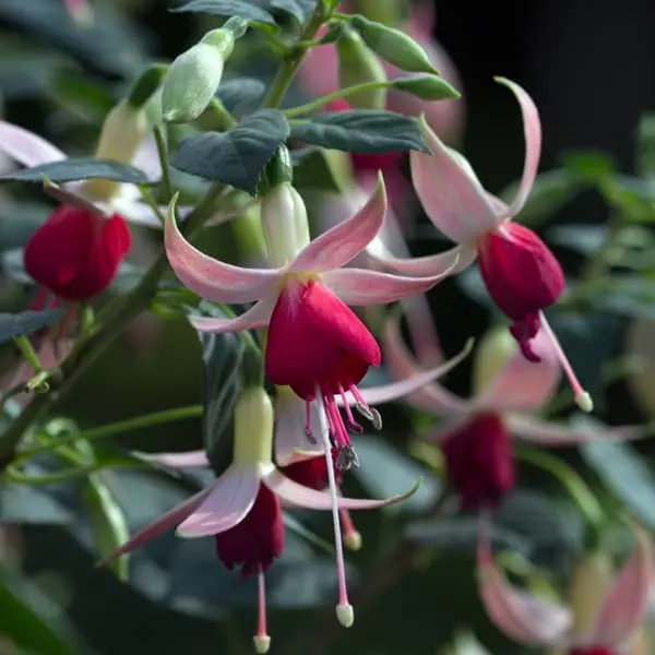 Fuchsia hybrida Perennial Celia Smedley