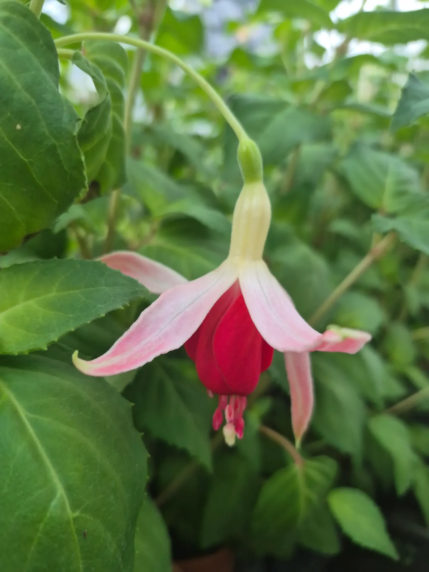 Fuchsia hybrida Perennial Celia Smedley