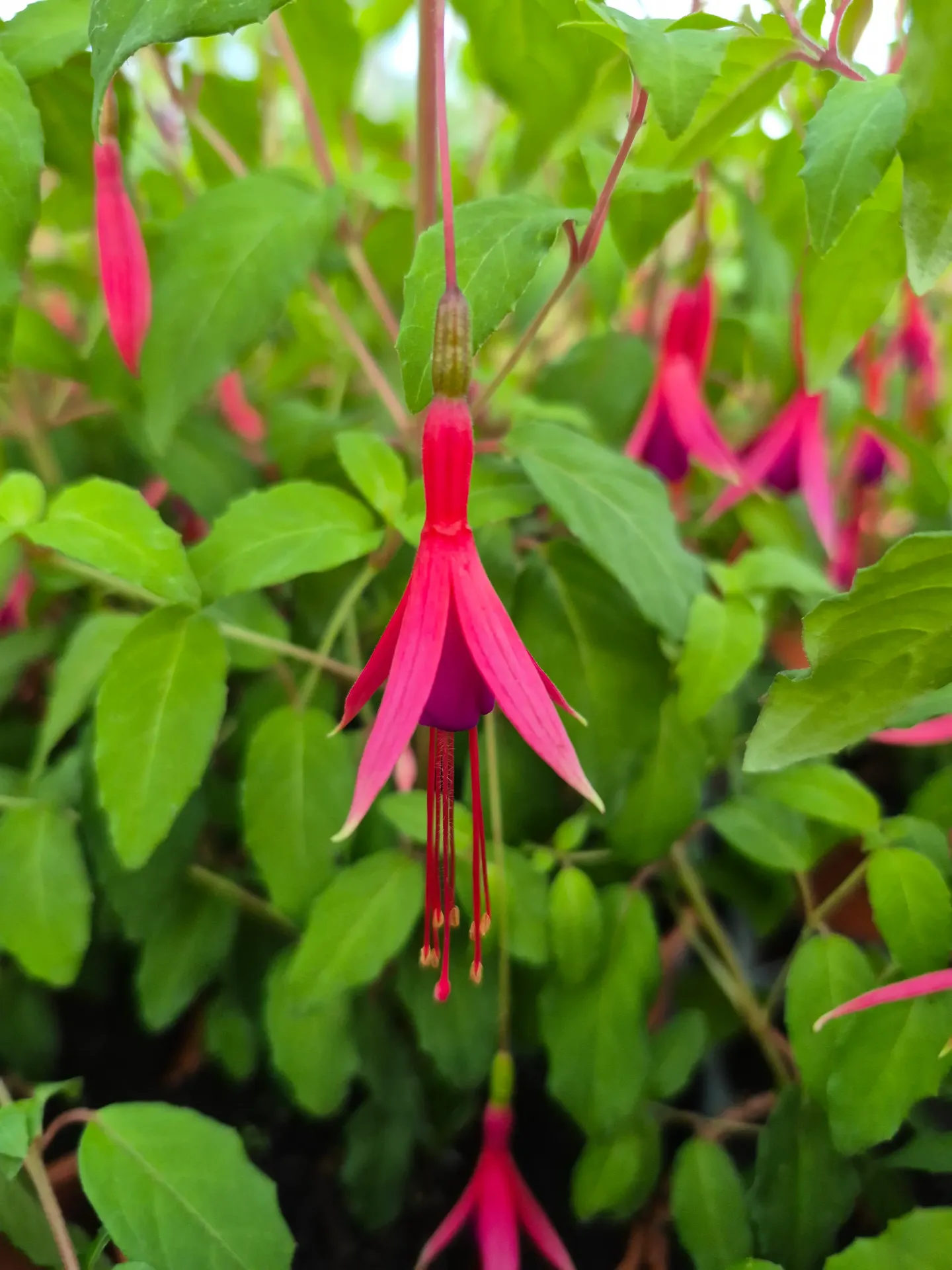 Fuchsia hybrida Perennial Magellanica Riccartonii
