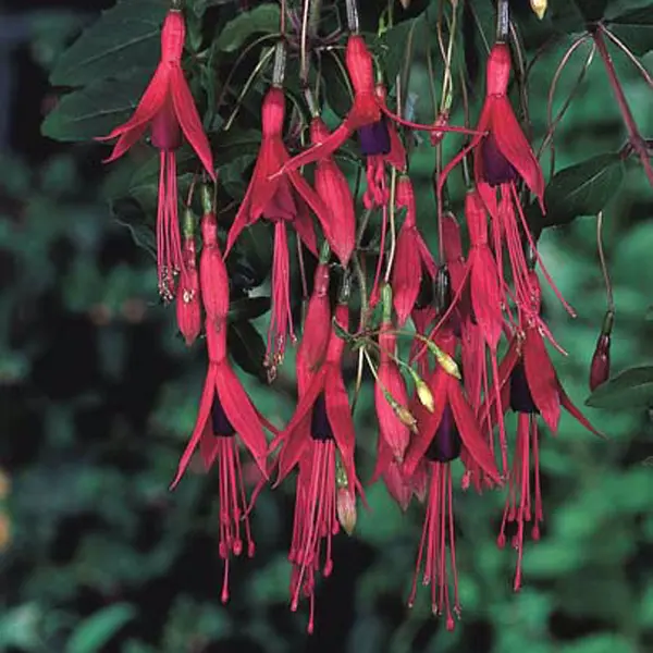 Fuchsia hybrida Perennial Magellanica Riccartonii