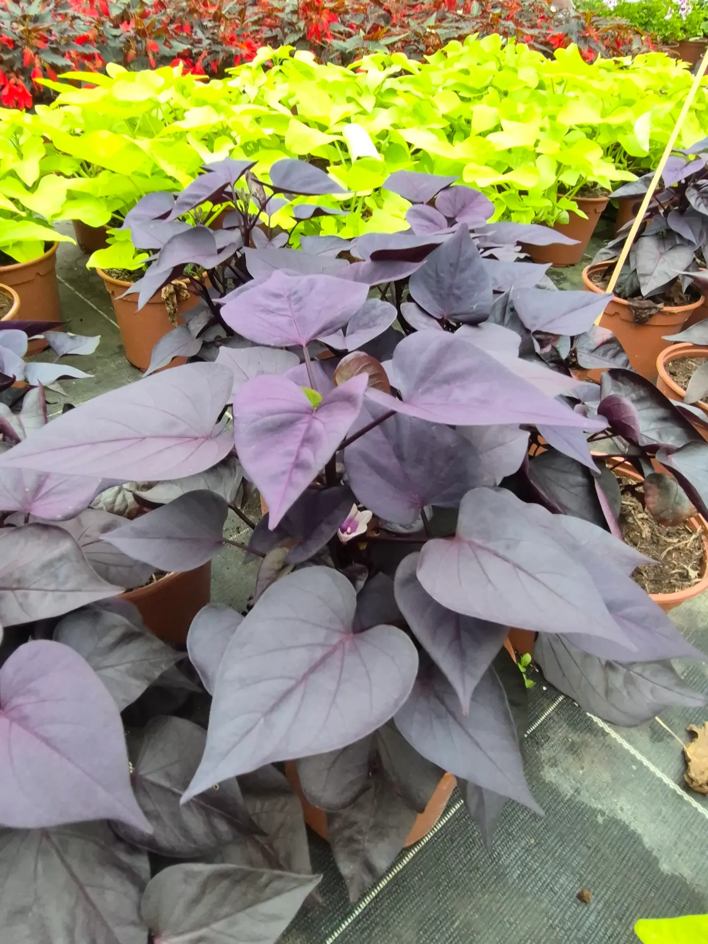 Patate douce ornementale (Ipomoea batatas) (Noir)