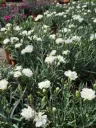 Dianthus hybrida Dinamic