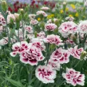 Dianthus hybrida Dinamic Purple & White
