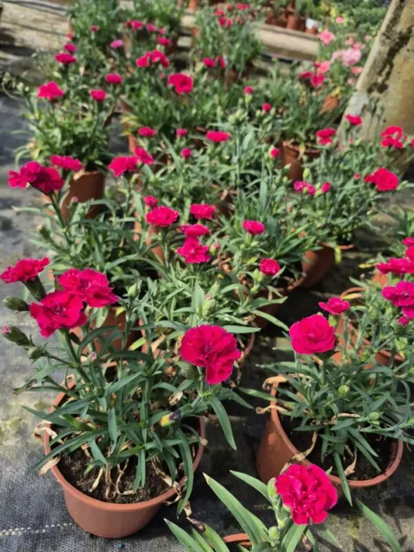 Dianthus hybrida Dinamic Cherry