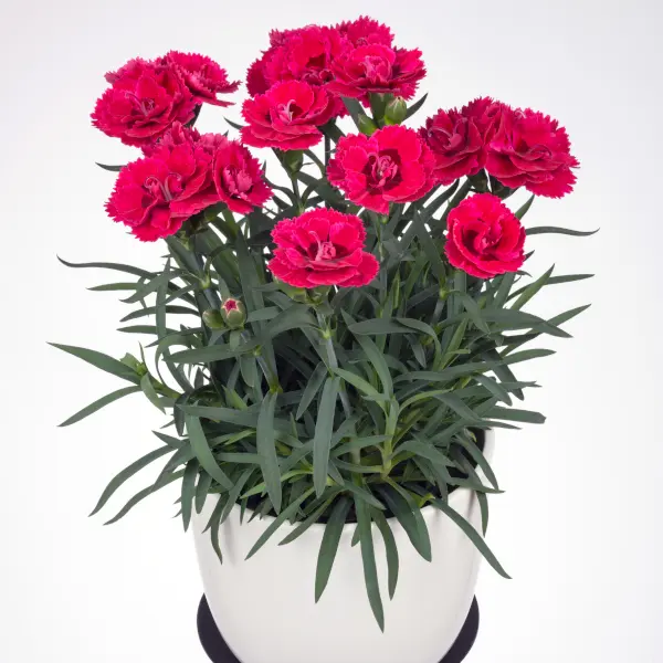 Dianthus hybrida Dinamic Cherry