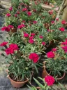 Dianthus hybrida Dinamic Cherry