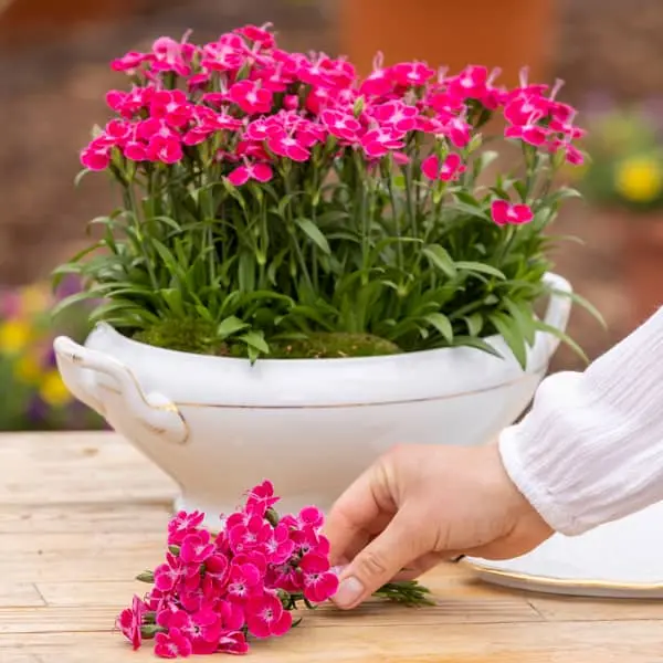 Dianthus hybrida Solo Con Te