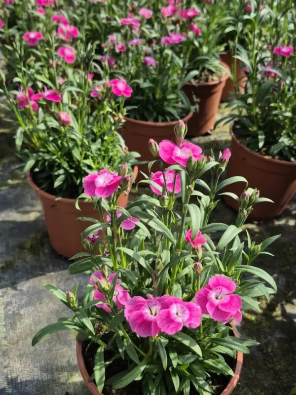 Dianthus hybrida Solo Con Te