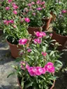 Dianthus hybrida Solo Con Te