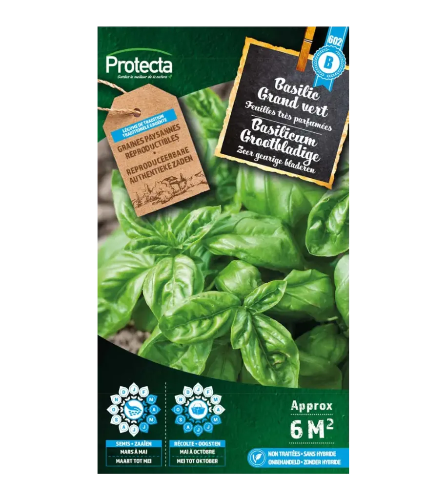 [SE-CON-00003] Basilic Grand vert