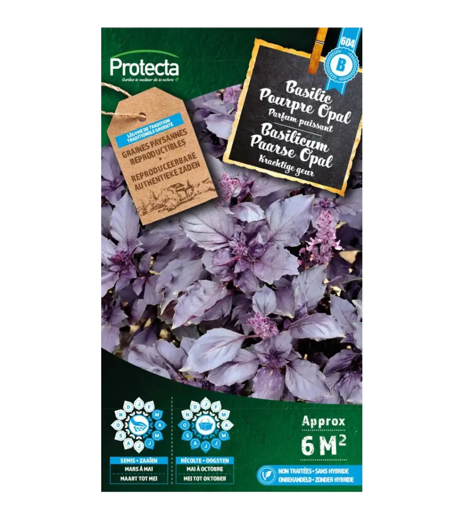 [SE-CON-00005] Basilic Pourpre Opal