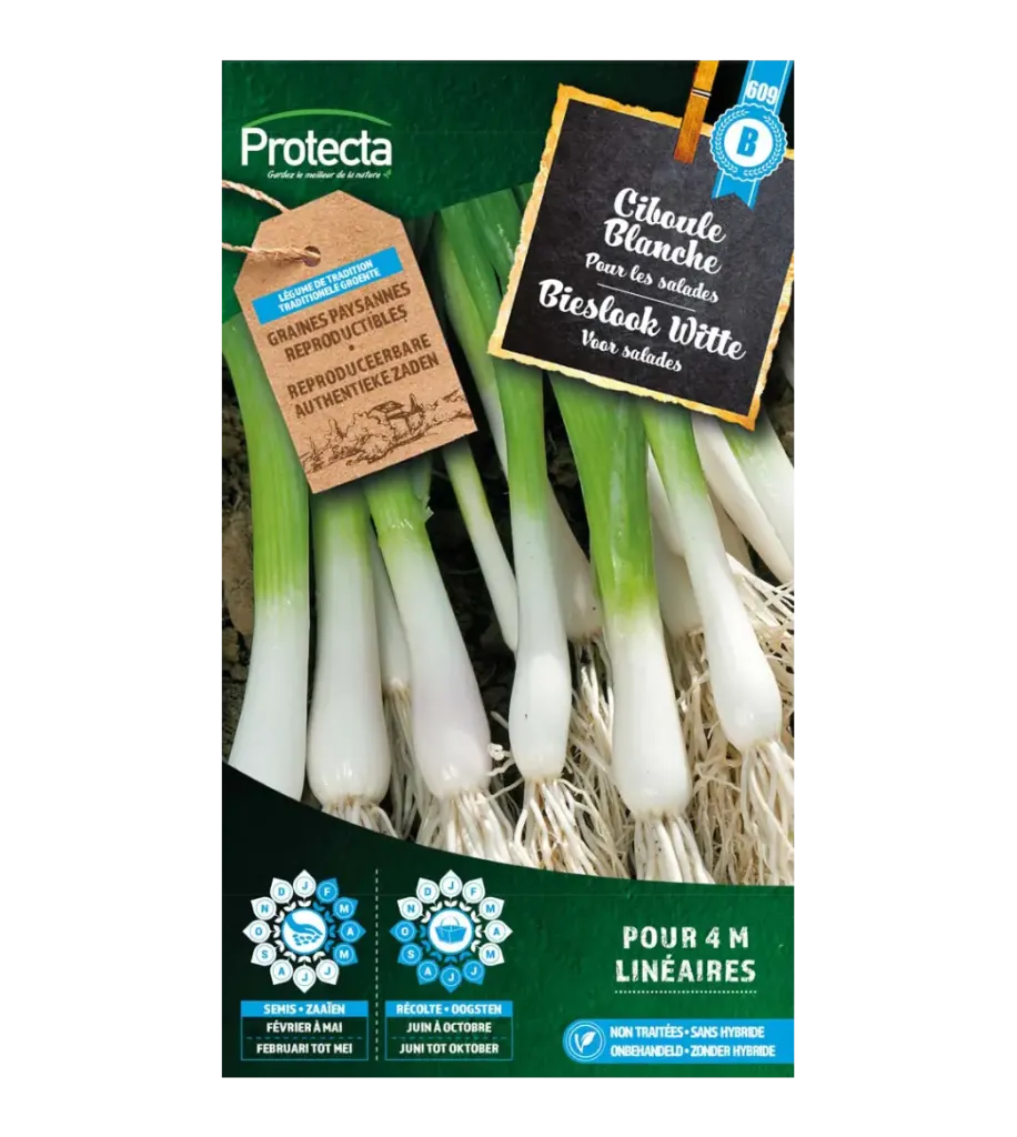 [SE-CON-00010] Ciboule Blanche