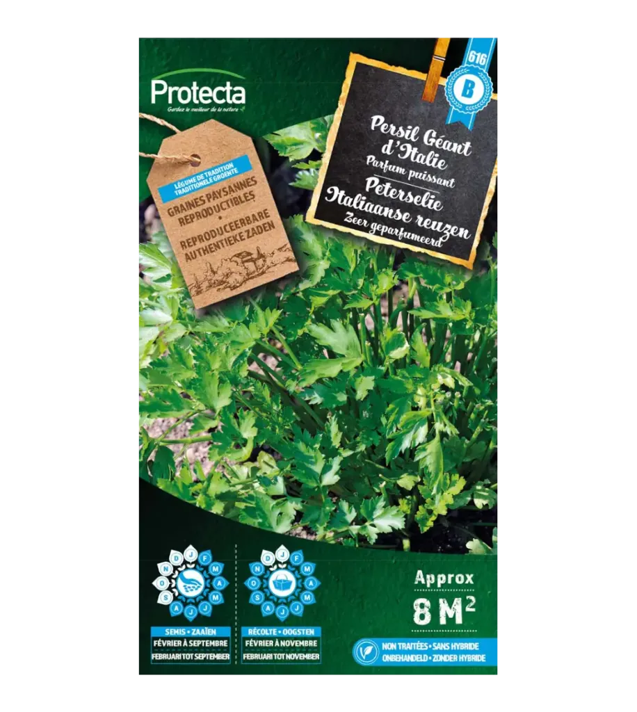 [SE-CON-00017] Persil Géant d'Italie