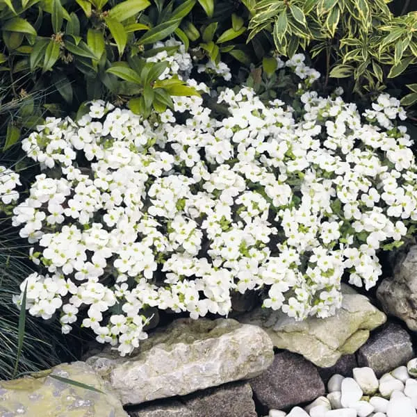 Arabis caucasica Catwalk White