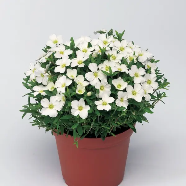 Arenaria montana Blizzard Compact