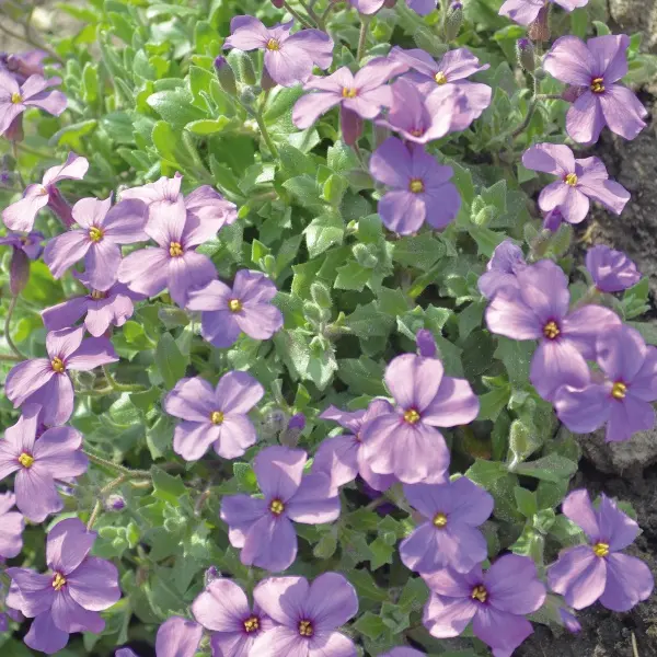Aubrieta cultorum Whitewell Gem