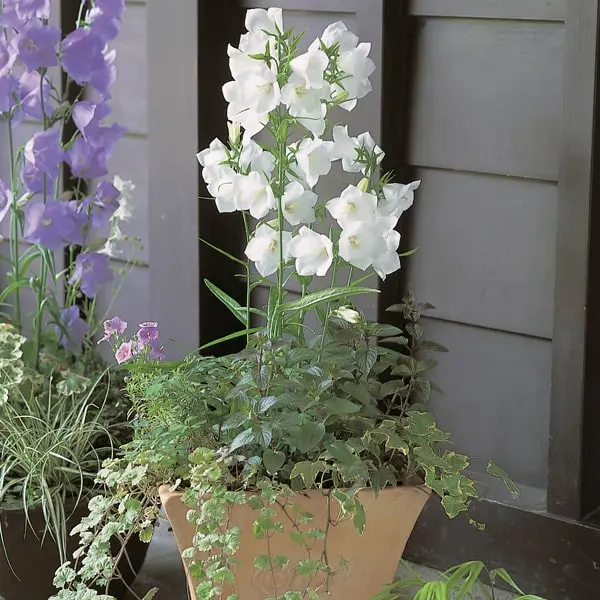 Campanula persicifolia Takion