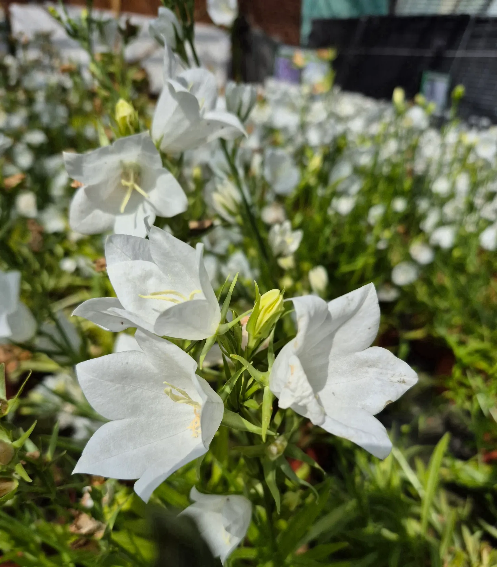 Campanula persicifolia Takion