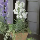 Campanula persicifolia Takion