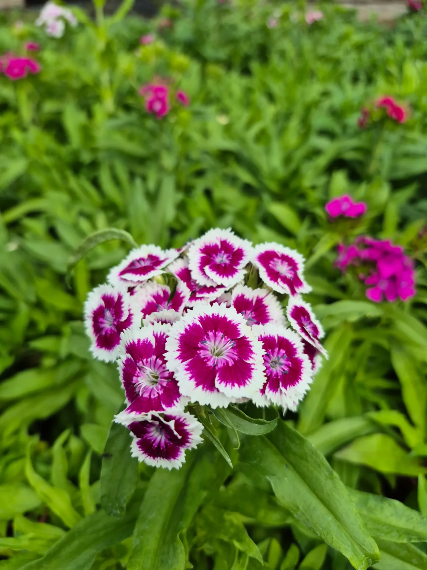 Dianthus barbatus Indian Carpet