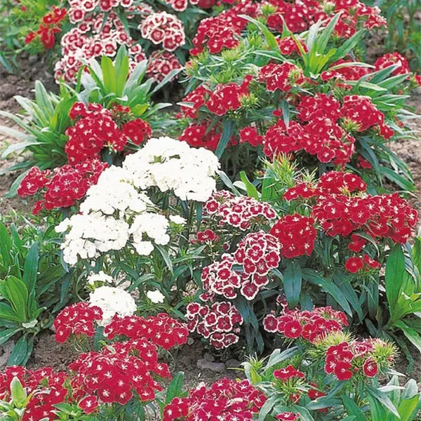 Dianthus barbatus Indian Carpet