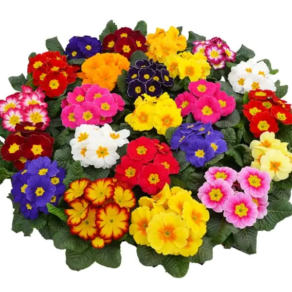 Primevère acaulis Cabaret Mix