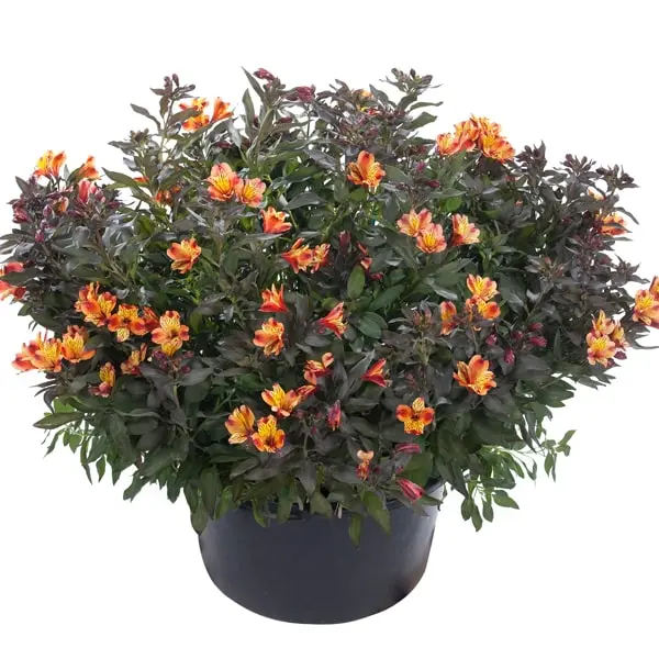 Alstroemeria Garden Indian Summer