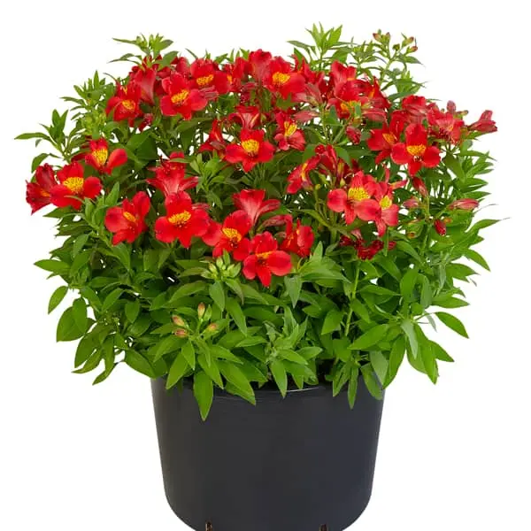 Alstroemeria Garden Summer Heat