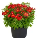 Alstroemeria Garden Summer Heat