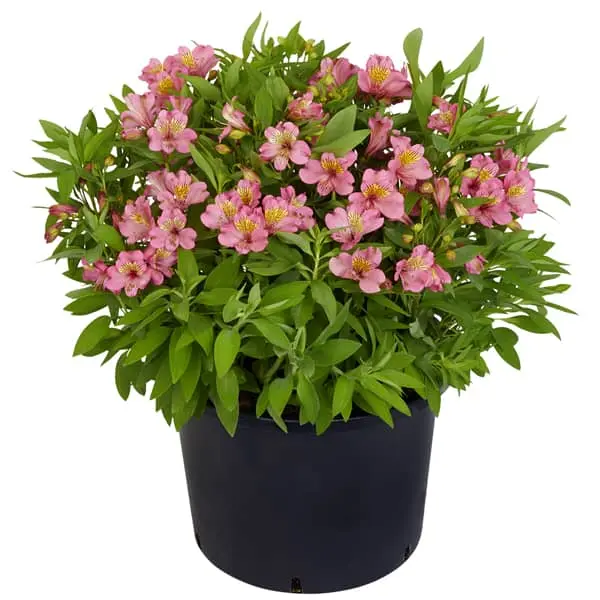 Alstroemeria Garden Summer Rose