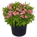 Alstroemeria Garden Summer Rose