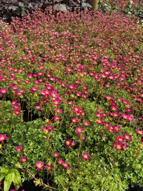 Saxifraga arendsii Harder Zwerg