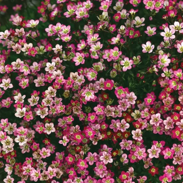 Saxifraga arendsii Harder Zwerg